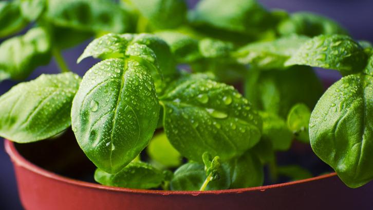 12 Tanaman Sayuran yang Mudah Dipanen di Sekitar Rumah