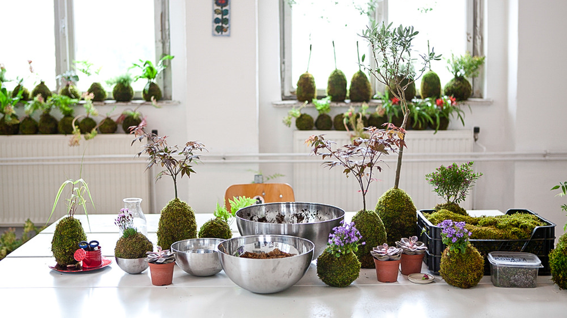 Mengenal Kokedama, Cara Membuat, dan Keunggulannya
