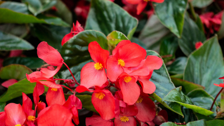 10 Jenis Tanaman Begonia, Begini Perawatannya