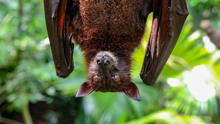 Bat Flew In The Window? What To Do If You Encounter Wildlife at Home