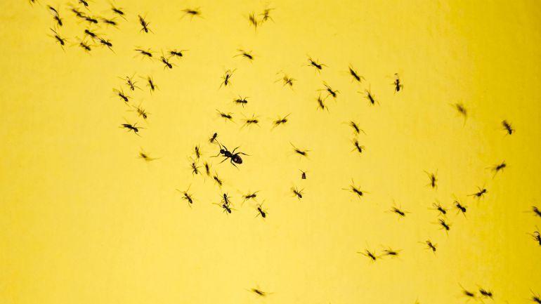 Pest Control in Singapore: How to Keep Your Home Free from Ants and Roaches