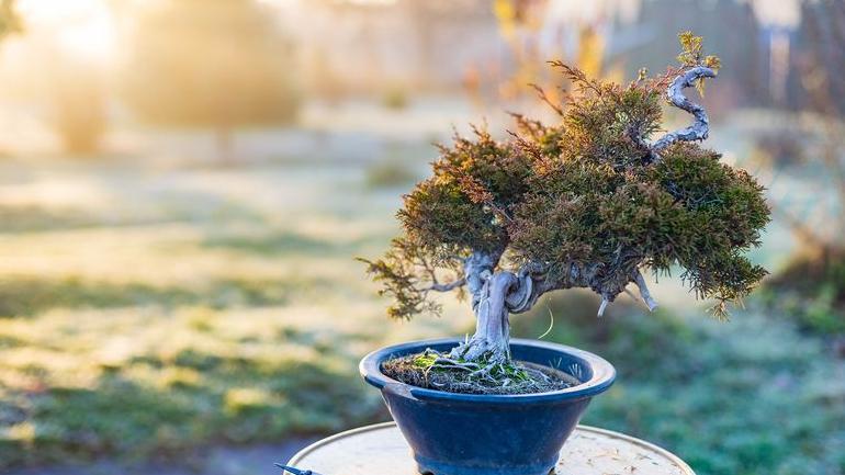 Best Orientation For Your Home Garden