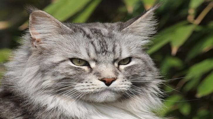 Kucing Anggora yang Menggemaskan, Ini Ciri-Ciri dan Cara Merawatnya
