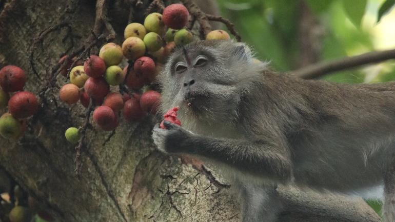 Living With Macaques: How To Deal With Them, And What Not To Do!
