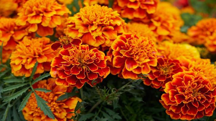 12 Manfaat Bunga Marigold yang Cantik