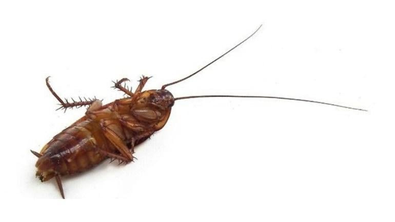 How To Kill Cockroaches Getting Rid Of Cockroaches Guide, 60% OFF