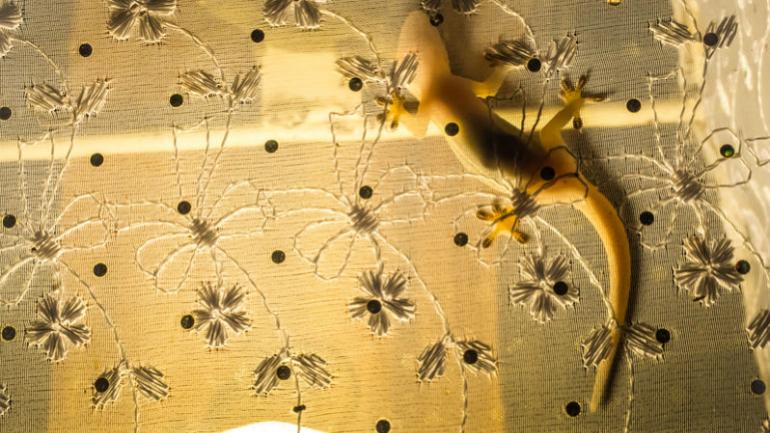 6 Ways To Get Rid Of Lizards In Your House In Malaysia