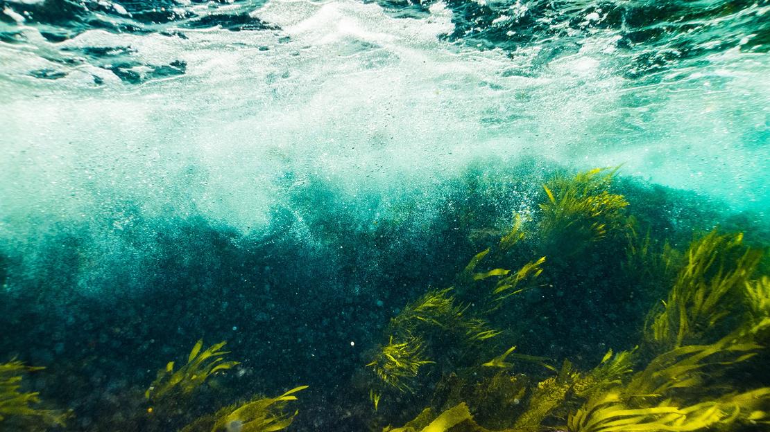 10 Manfaat Hebat Rumput Laut