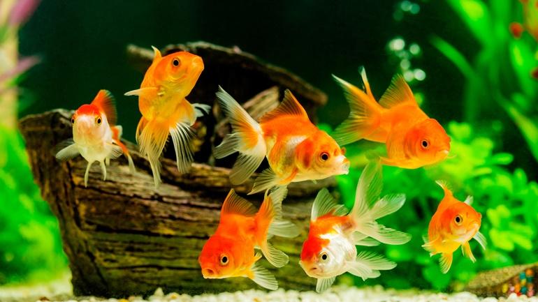 ตู้ปลาทอง-การเลี้ยงปลาทองเสริมฮวงจุ้ย กับ 5 เรื่องควรรู้ก่อนเลี้ยง