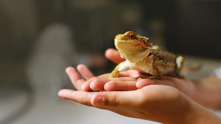 Exotic Pets คือสัตว์เลี้ยงจริงหรือ คิดให้ดีก่อนมีสัตว์แปลกในครอบครอง