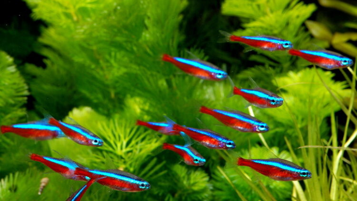 10 Jenis Ikan Neon Favorit Pecinta Ikan Hias dan Harga Terkini