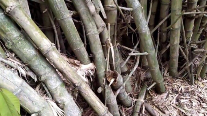 Mitos Bambu Petuk dan Fakta yang Sebenarnya, Konon Bisa Buat Orang Cepat Kaya