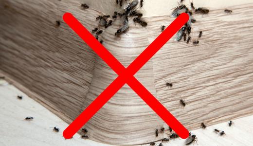 6 Cara Hapuskan Semut Di Rumah Anda!