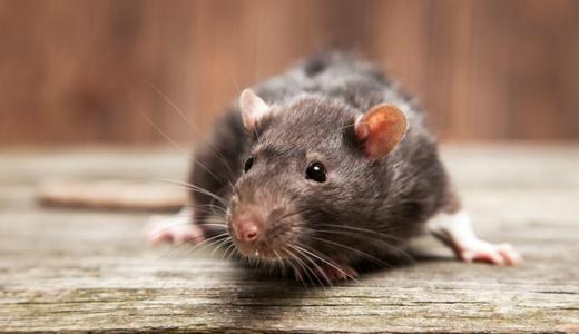 8 Cara Halau Tikus Sesuai Diamalkan Di Malaysia!