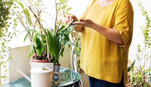 21 Pokok Indoor & Hiasan Mudah Jaga Di Malaysia Untuk Rumah Anda!