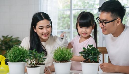 9 ต้นไม้ฟอกอากาศ ปลูกง่ายในบ้าน เพิ่มพื้นที่สีเขียว ดักจับฝุ่น PM 2.5