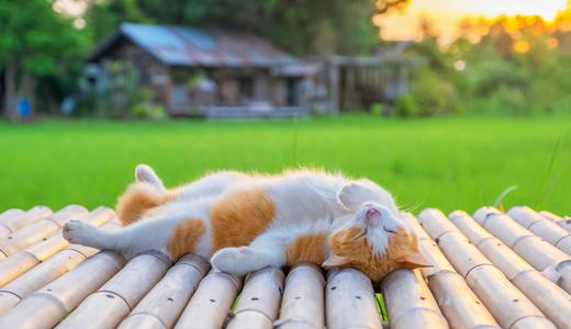 Creating a sustainable future with engineered bamboo lumber