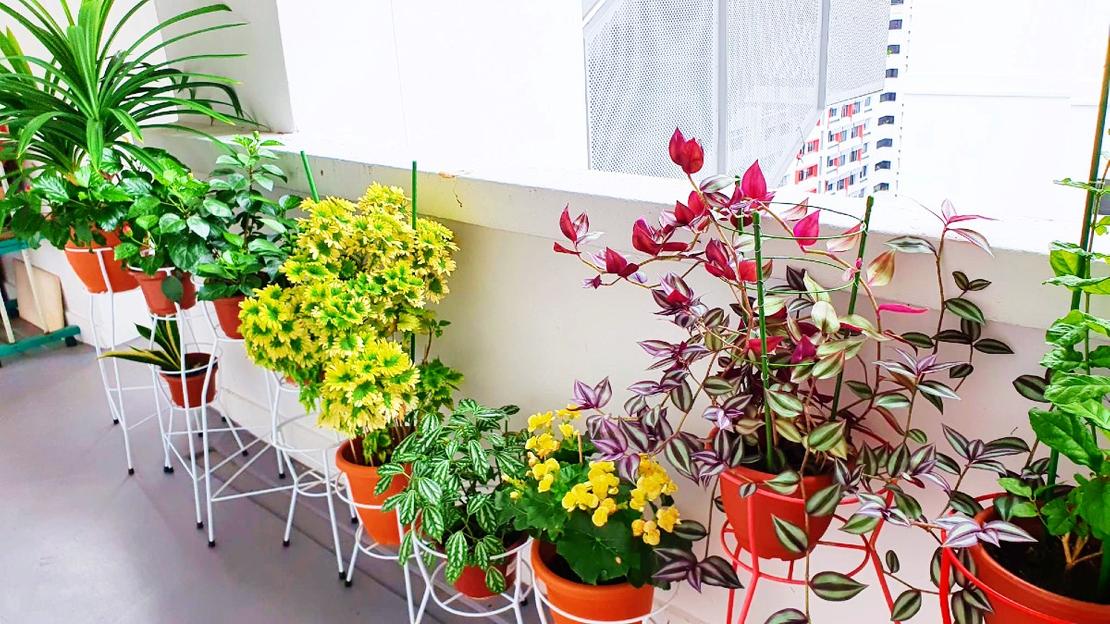 House plants: 8 Singapore florists to check out for Chinese New