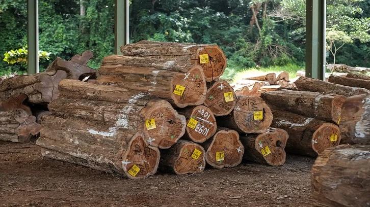 Harga Kayu Jati Terbaru dan Terlengkap, Beragam Ukuran dan Jenis