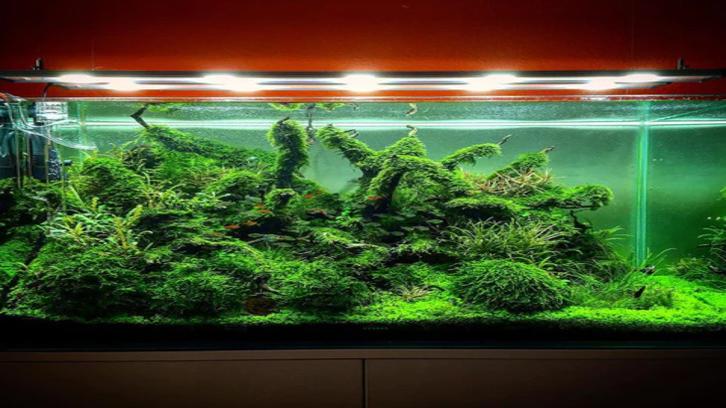 11 Kayu Aquascape untuk Dekorasi, Bikin Aquarium Lebih Estetik