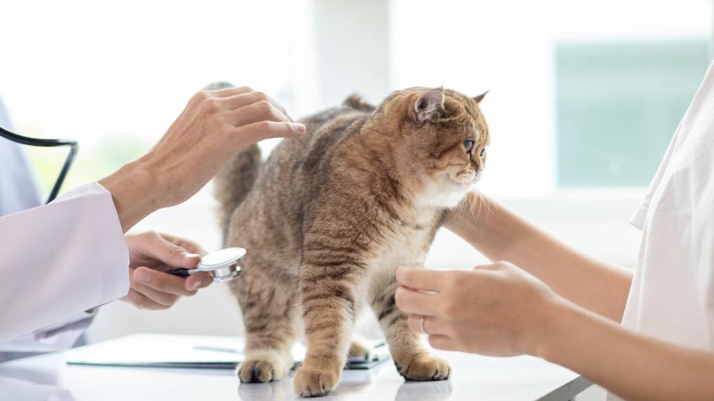 โรงพยาบาลสัตว์ ใกล้บ้านสำคัญแค่ไหน ส่อง 5 ทำเลที่ Pet Lovers ห้ามพลาด