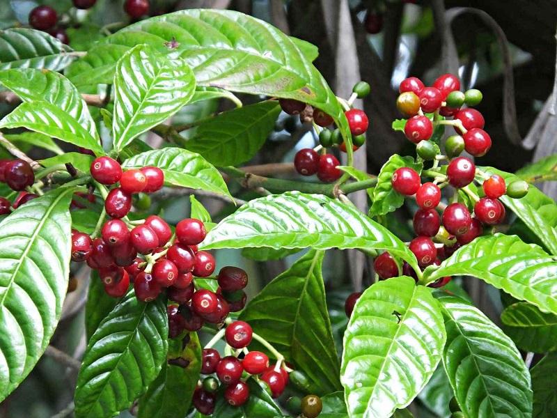 Cây trồng ở đất LNC mang tới giá trị lớn về kinh tế