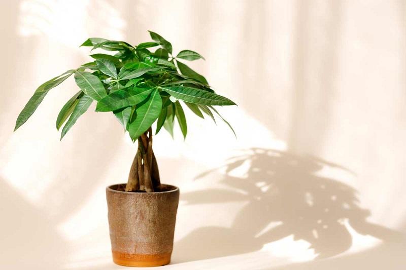 Dùng cây xanh để trang trí là cách đơn giản mà hiệu quả mang lại lớn