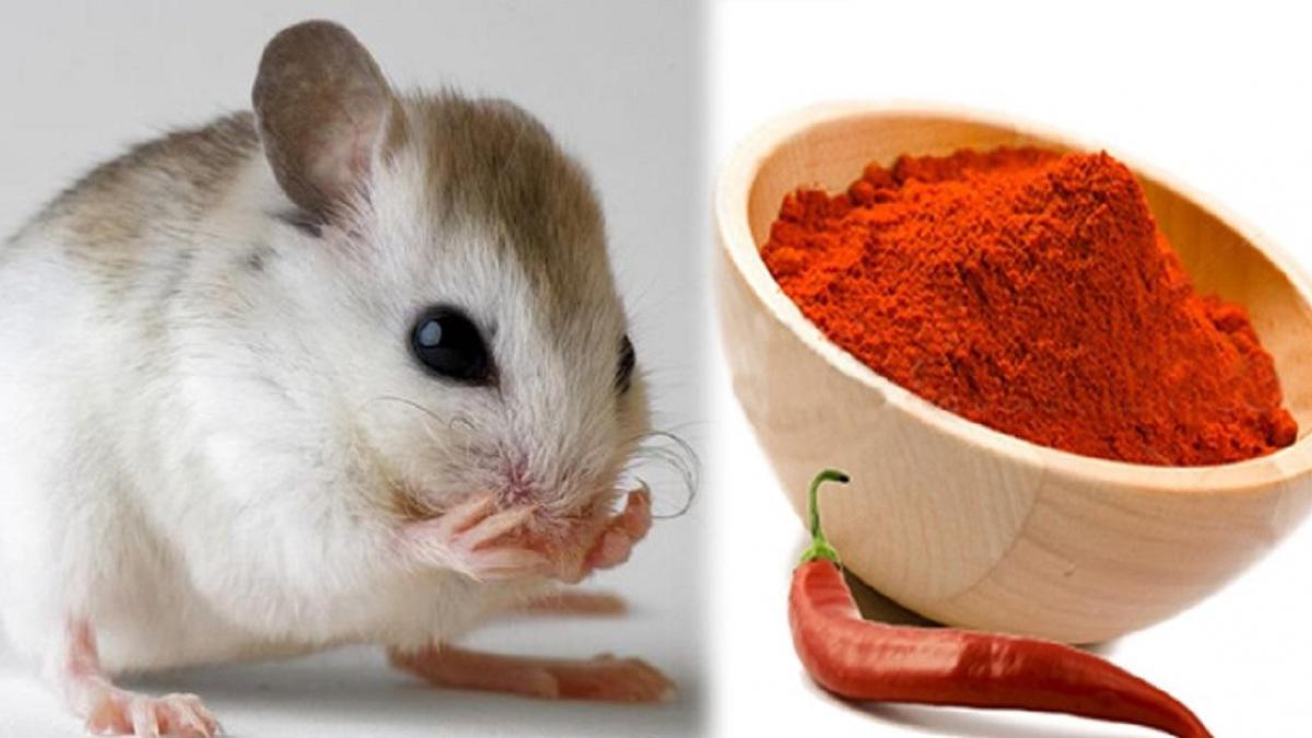 ử dụng bột ớt để đuổi chuột ra khỏi nhà, phòng trọ