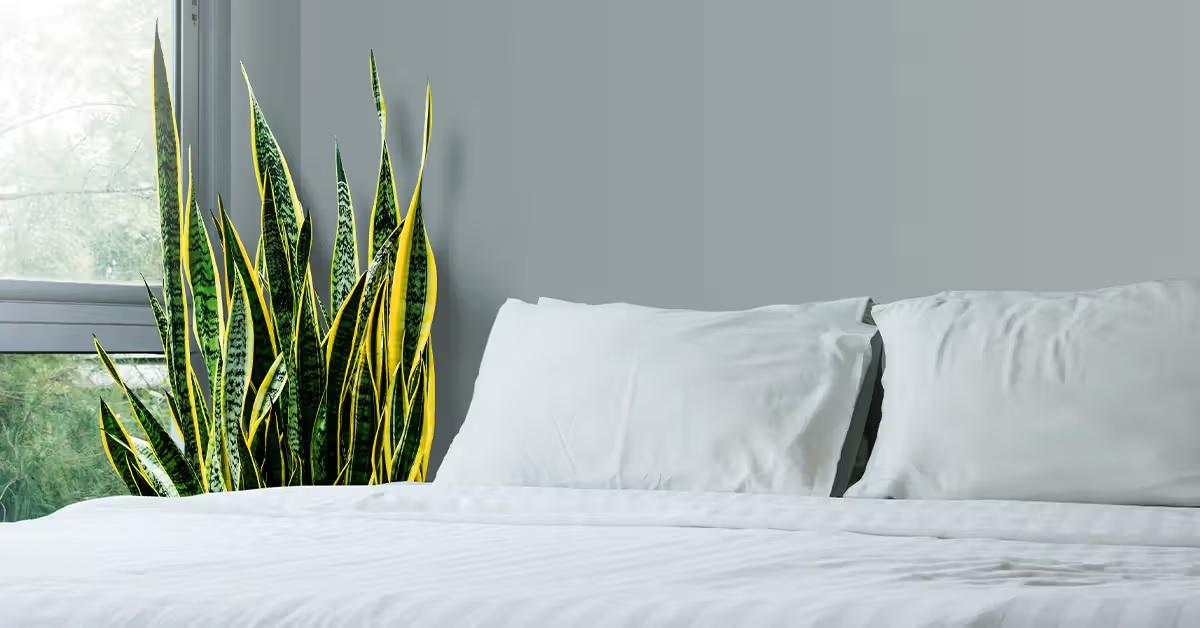Có thể đặt cây lưỡi hổ trong phòng ngủ
