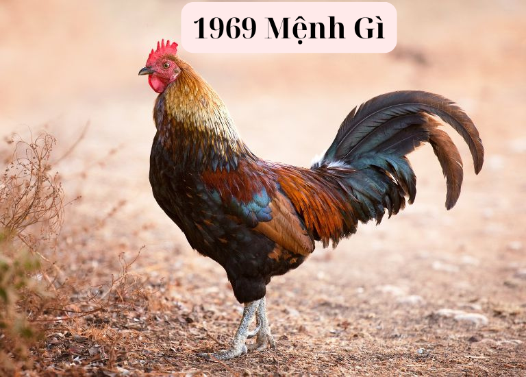 Sinh năm 1969 mệnh gì