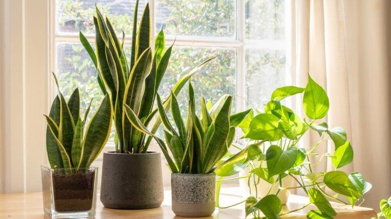 Cây lưỡi hổ vàng, trầu bà vàng hợp mệnh Thổ