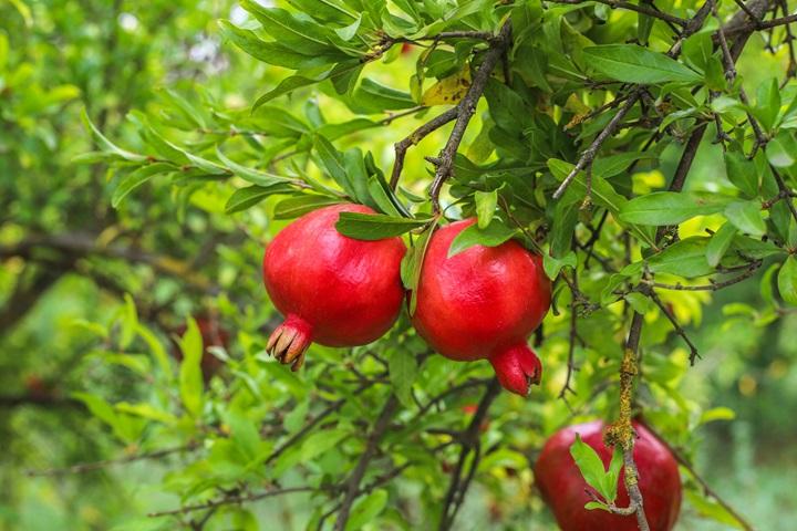 Mạnh mẽ  và giàu ý chí là đặc trưng tính cách của người mệnh Thạch Lựu Mộc