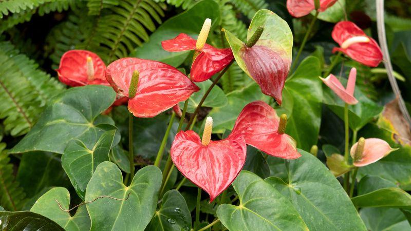 Người mệnh Thổ có thể chọn trồng cây hồng môn