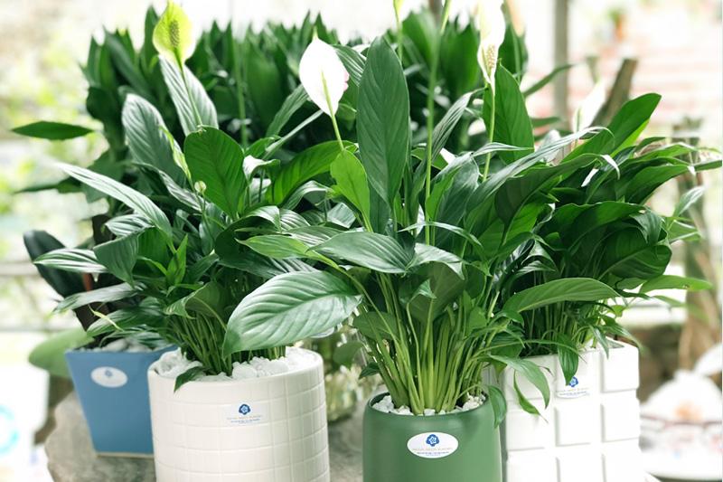 Người mệnh Giản Hạ Thủy hợp cây Lan Ý