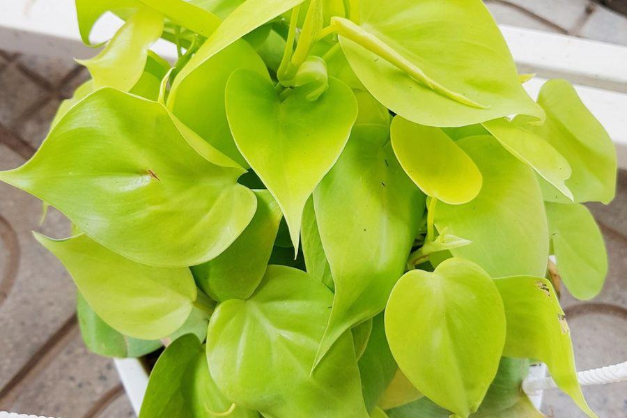 Cây trầu bà vàng