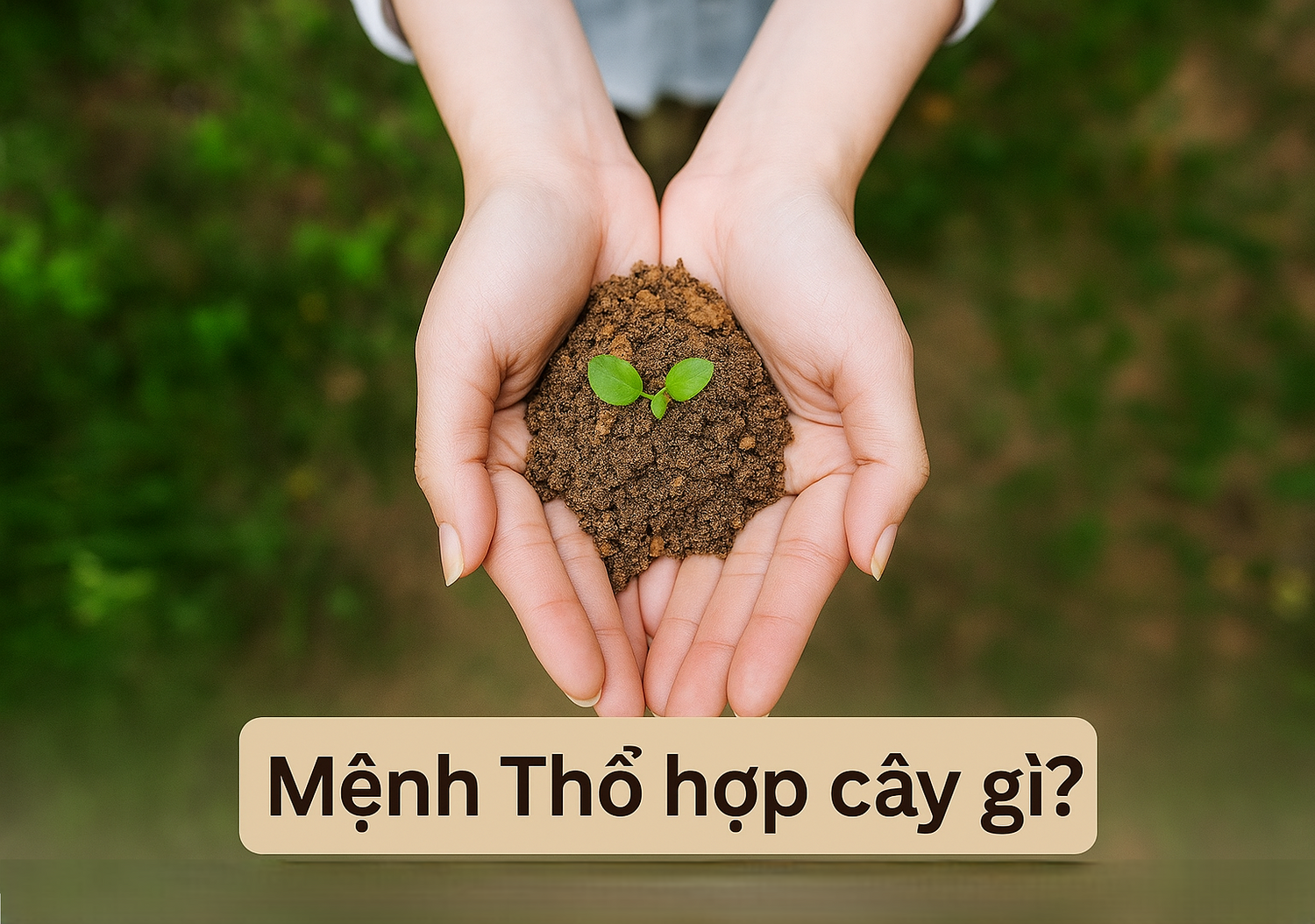 Nhiều người quan tâm mệnh Thổ hợp cây gì