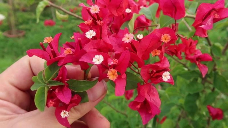 Hoa giấy đỏ