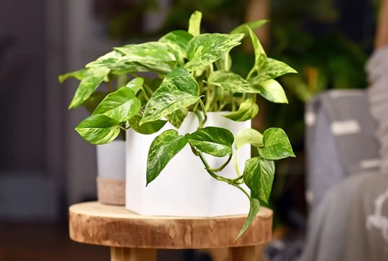 Cây trầu bà hợp mệnh gì