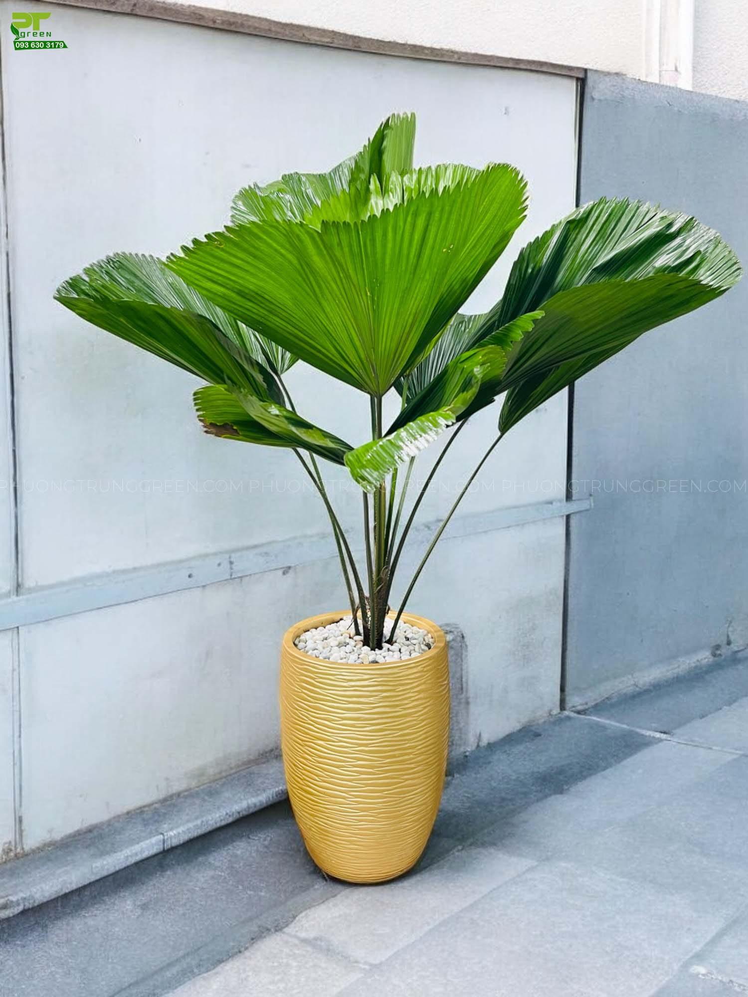 Cây cọ nhật 