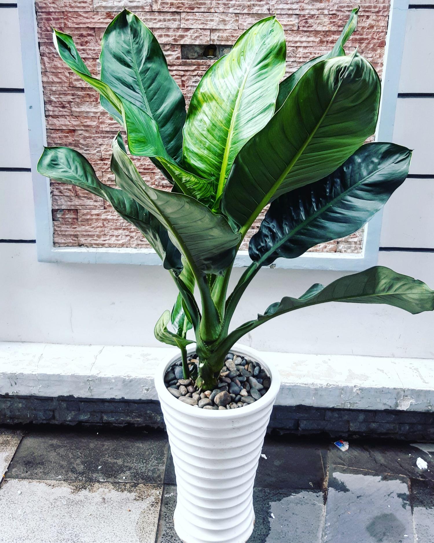 cây đại phúc gia