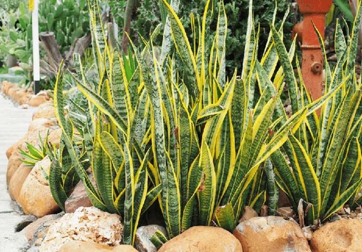 Lưỡi hổ mang ý nghĩa phong thủy tốt đẹp
