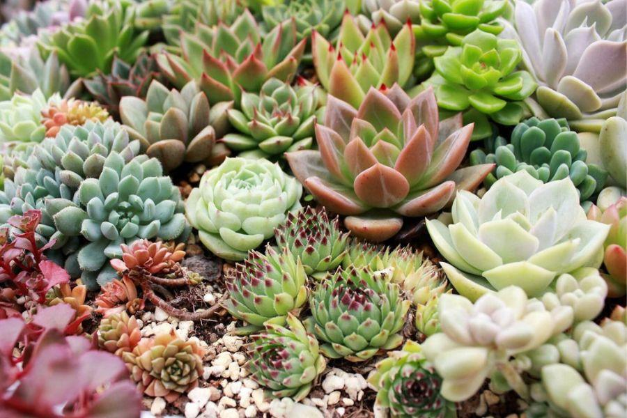 Cây sen đá cũng rất hợp mệnh Mộc. 