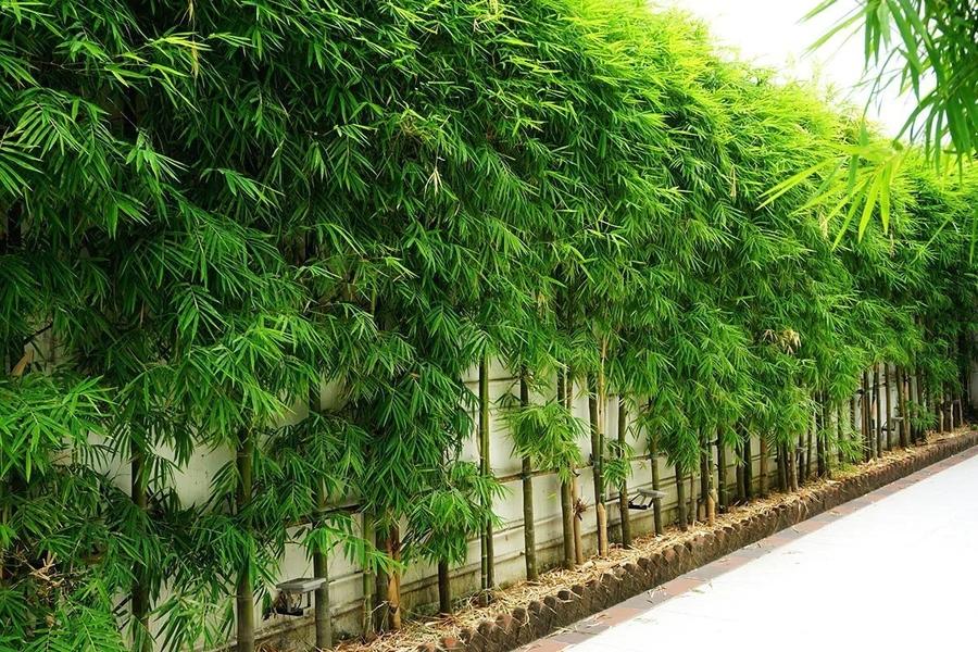 Mẫu hàng rào bằng tre trúc không chỉ mang đến cảnh quan xanh mát mà còn giúp lọc không khí rất tốt
