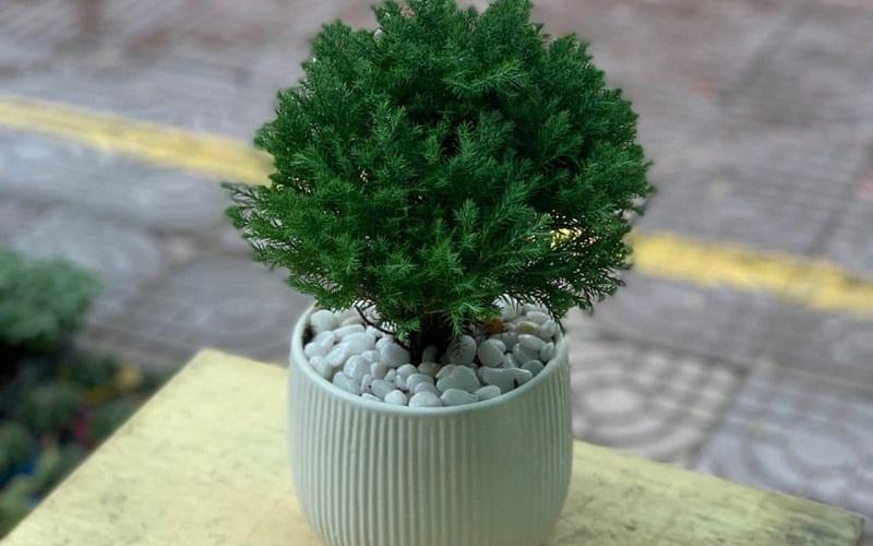 Cây tùng bồng lai 