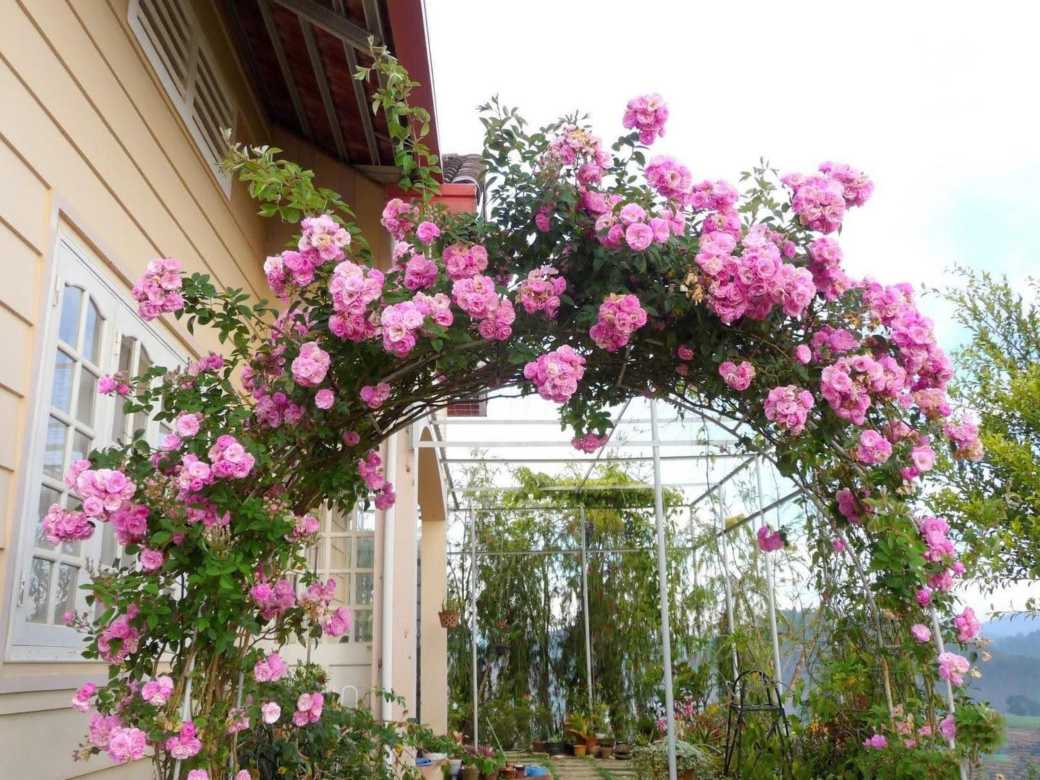 Giàn hoa Hồng leo tỏa hương thơm nhè nhẹ mang lại cảm giác dễ chịu đặc biệt