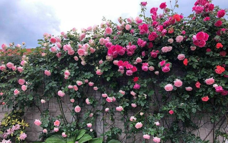 Loại cây này có thể sinh trưởng và phát triển rất tốt nếu đảm bảo điều kiện độ ẩm và nhiệt độ không quá cao