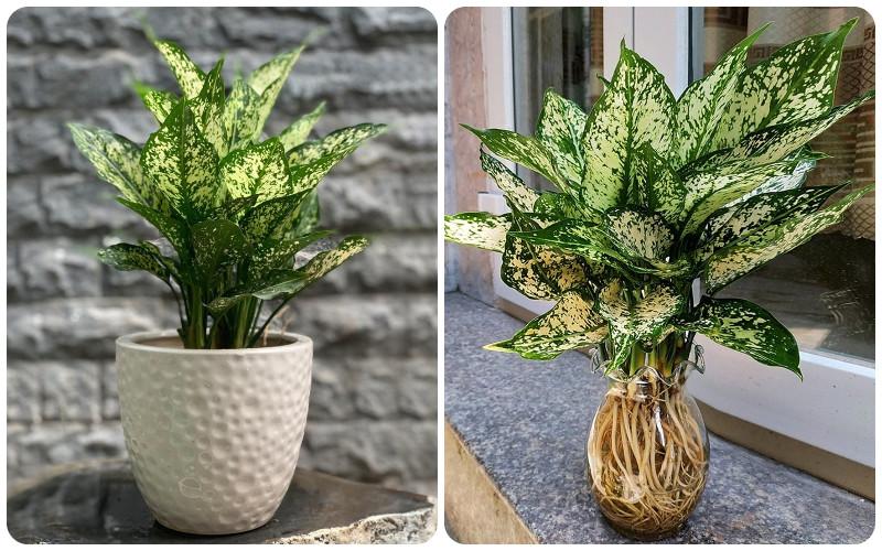 Cây ngọc ngân hợp với mệnh chủ Kim Bạch Kim