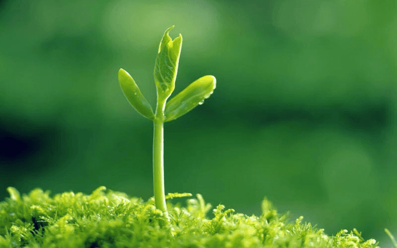 Người mệnh Mộc rất năng động, sáng tạo