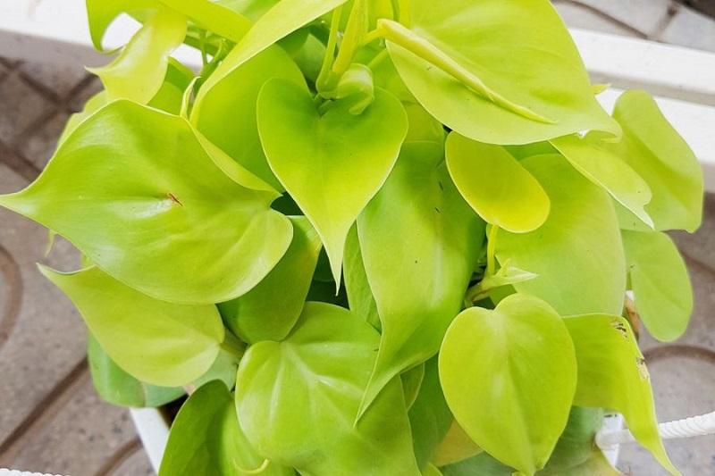 Trầu bà vàng