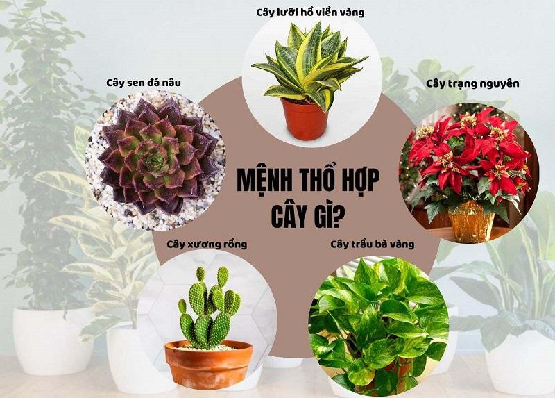 Chọn cây phong thủy hợp mệnh Thổ
